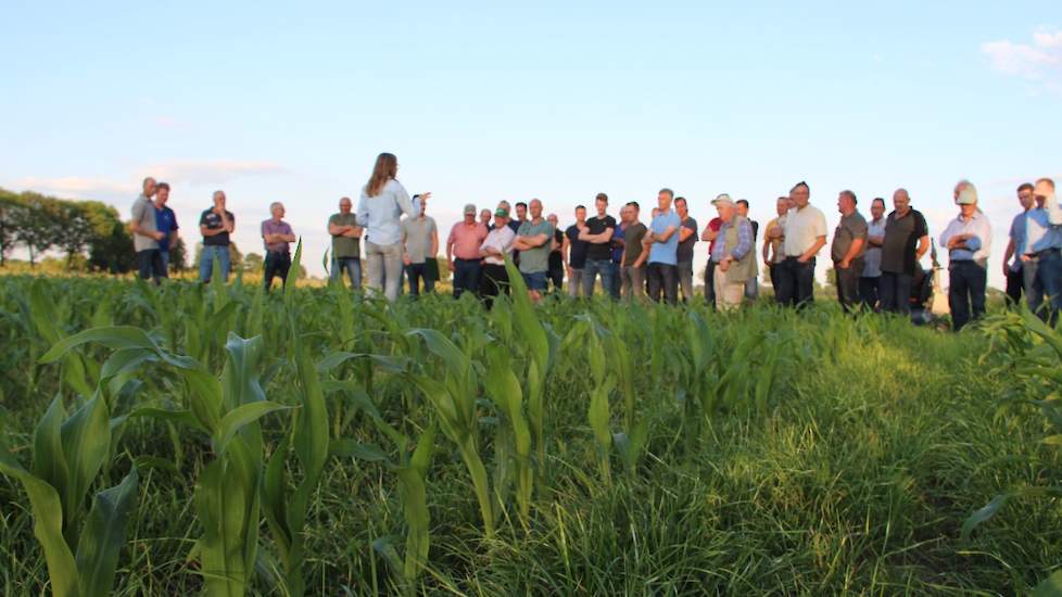 Tjeu Bongers participeert als satellietbedrijf in het project ‘Grondig Boeren met Mais’. Op zijn bedrijf wordt gekeken naar de optimalisatie van gelijkzaai van het vanggewas. In dat kader zijn delen van het perceel ingezaaid met een graszaaimachine; een k