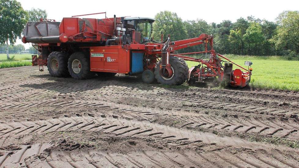 De kwaliteit van de peen is goed, ondanks een grillig groeiseizoen. De oogst vond onder ideale omstandigheden plaats.