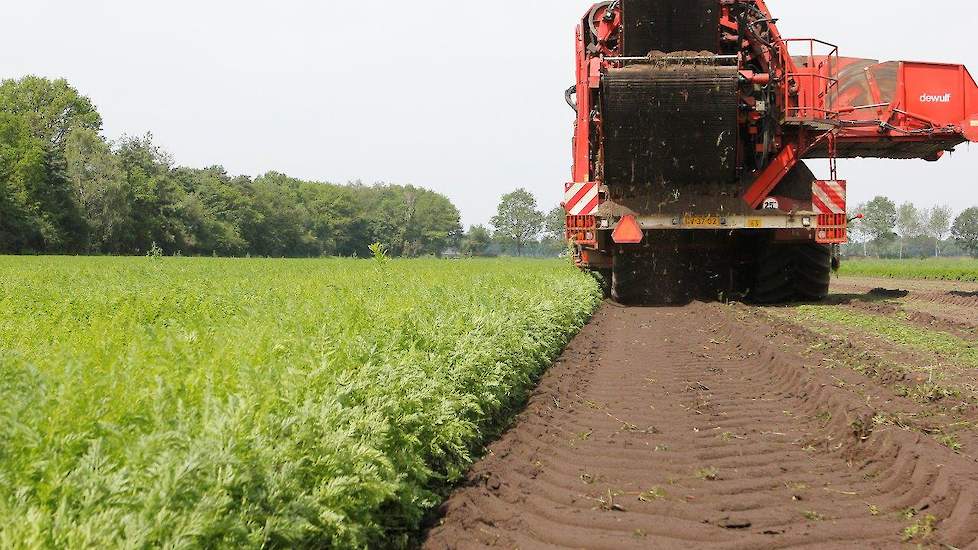 De omstandigheden tijdens het groeiseizoen waren sterk wisselend, zegt Van Schijndel. „Terwijl telers in het ene gebied zware buien hebben gehad, moesten anderen juist beregenen om het gewas aan voldoende opbrengst te komen.” Door het grillige groeiseizoe