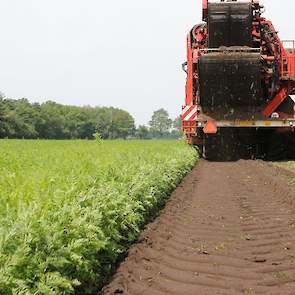 De omstandigheden tijdens het groeiseizoen waren sterk wisselend, zegt Van Schijndel. „Terwijl telers in het ene gebied zware buien hebben gehad, moesten anderen juist beregenen om het gewas aan voldoende opbrengst te komen.” Door het grillige groeiseizoe