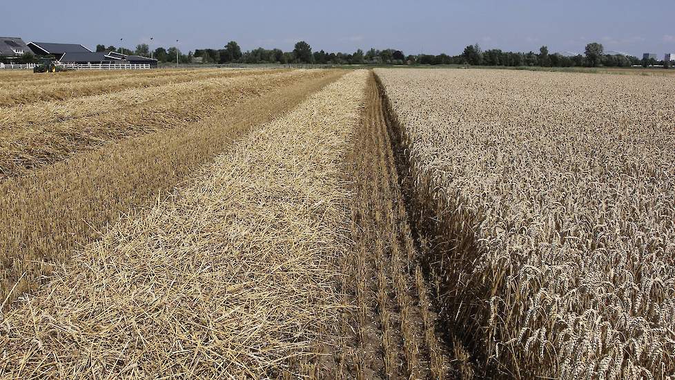 Volgens Deo is het stro van ‘Franse kwaliteit’. „Het stro is niet natgeregend en heeft een mooie goudgele kleur.”