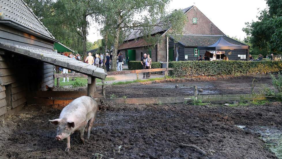 Aankomende fietsers worden onthaald door varkens in modderpoelen en nieuwsgierige kalfjes.