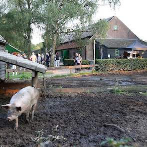 Aankomende fietsers worden onthaald door varkens in modderpoelen en nieuwsgierige kalfjes.