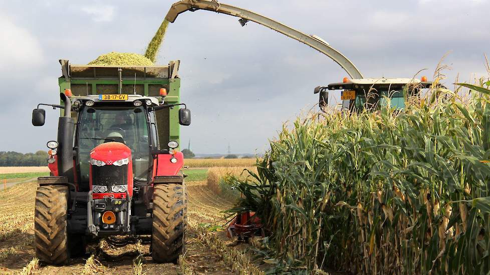 Bij dezelfde Duitse boer is de andere hakselaar van Coenen bezig, twee kuilen tegelijk worden er gemaakt, ze zijn kort maar hebben een reusachtige hoogte. De tien-rijer met opbrengstmeting spreekt van 60 tot 65 ton.