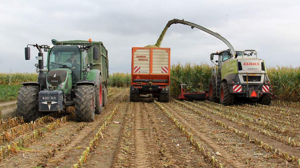 De kolf is enorm, en dan te bedenken dat van dit perceel in april nog gras is gehaald. Het is dan ook geen zandgrond, maar prachtige lichte zavel. Heel droog, maar een prima bodem voor de maïs.