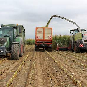 De kolf is enorm, en dan te bedenken dat van dit perceel in april nog gras is gehaald. Het is dan ook geen zandgrond, maar prachtige lichte zavel. Heel droog, maar een prima bodem voor de maïs.