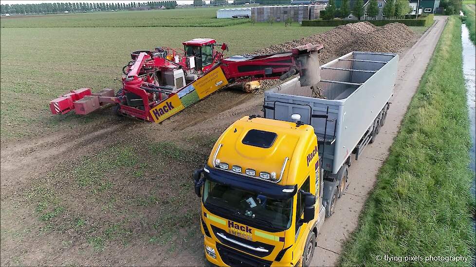 Vervaet Evo / Holmer /Terra Felis / Cichorei rooien / Chicory harvest / Chicorée roden | Bietenmuis