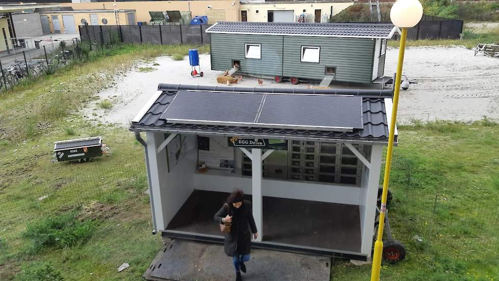 De eieren zijn voor 35 cent per stuk te koop in een eierautomaat. „Hulpboeren – mensen met een bijzondere arbeidskans – rapen dagelijks de eieren en geven de kippen voer. Ik ga er drie keer per week heen om de eierautomaten te vullen en alles te controler