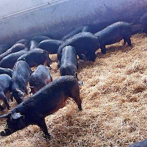 Wat Bartoletti ook opvalt is de homogene varkensstapel in Nederland. „Wij hebben een veel grotere variatie in rassen. Zo heb ik zelf zwarte varkens van het regionale ras Mora Romagnola. Hiervan lever ik er wekelijks 20 af op een leeftijd van 14 maanden en