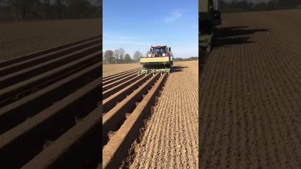 Aardappelpoten met drempeltjes tussen de ruggen door akkerbouwer Kallen uit Hoogcruts-Noorbeek.