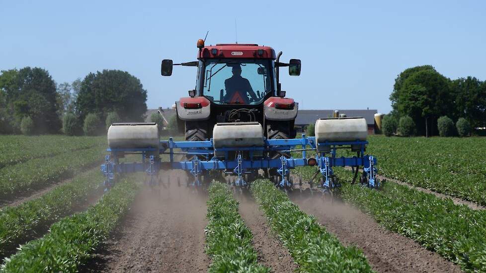 Timmermans werkt met een rijafstand van 75 centimeter en slaat dan altijd een rij over. Zijn bonen worden met de hand geplukt en op deze manier kunnen de 40 à 50 plukkers, meest scholieren, hun manden kwijt.