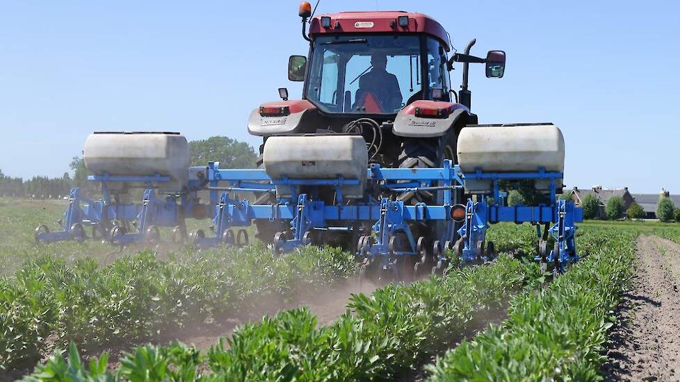 Koen schoffelt hier tuinbonen die als derde zijn gezaaid. Piet Timmermans zaait zo'n 7 à 8 keer een gedeelte van zijn perceel om ook in gedeeltes te kunnen oogsten. Zo brengt hij altijd verse, malse bonen naar de veiling, ZON in Venlo. De oogst van de eer