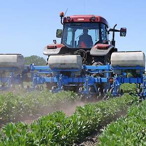 Koen schoffelt hier tuinbonen die als derde zijn gezaaid. Piet Timmermans zaait zo'n 7 à 8 keer een gedeelte van zijn perceel om ook in gedeeltes te kunnen oogsten. Zo brengt hij altijd verse, malse bonen naar de veiling, ZON in Venlo. De oogst van de eer