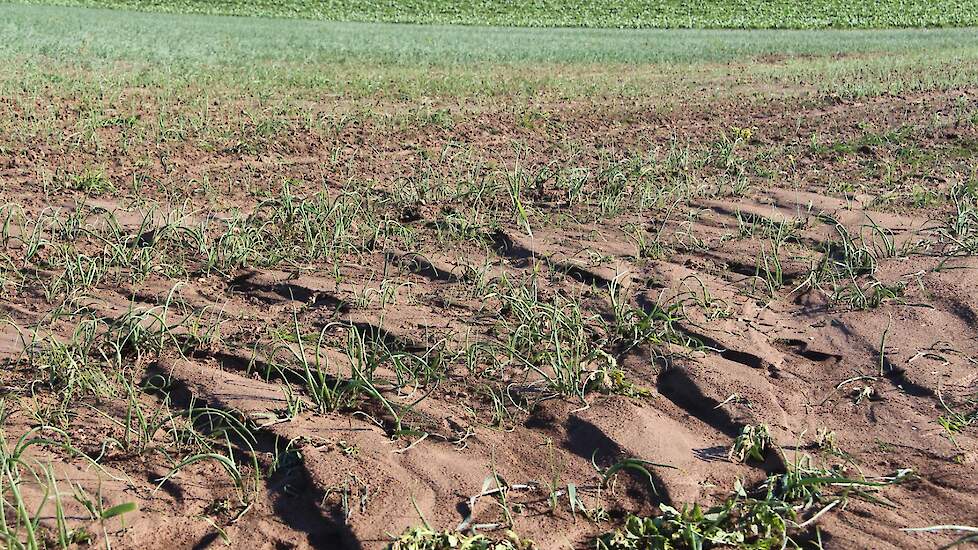 De neerslag die vrijdagnacht viel verschilde erg. Alleen al in de provincie Limburg werden verschillen gemeten van 42 mm. Met 45 mm viel de meeste regen in Ubachsberg. Het minste in Arcen, waar slechts 3 mm werd geregistreerd. De meeste regen viel volgens