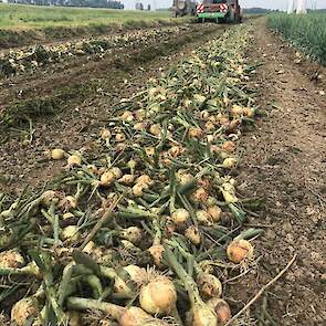 De opbrengst is met 30 tot 40 ton per hectare nog niet hoog. „De groei zou juist uit deze dagen moeten komen, maar we willen deze percelen rooien vanwege witrotgevoeligheid", aldus de uienteler / - handelaar. Hij plantte de uien - Troy - in oktober.