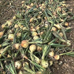 De ui ontwikkelt vanwege de droogte een groter wortelstelsel, op zoek naar water. „Meer en grotere wortels pakken alles uit de grond op, ook ziektes", aldus Franje.