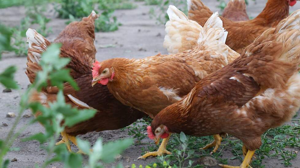 De veertien buitenweides zijn identiek ingericht: vooraan hoogstam fruitbomen, achteraan notenbomen en gras met kruidenmengsels. „Net zoals vroeger op de boerderij. Ik zie de kippen nog scharrelen bij mijn opa en oma. Dat uitgangspunt hebben we proberen t