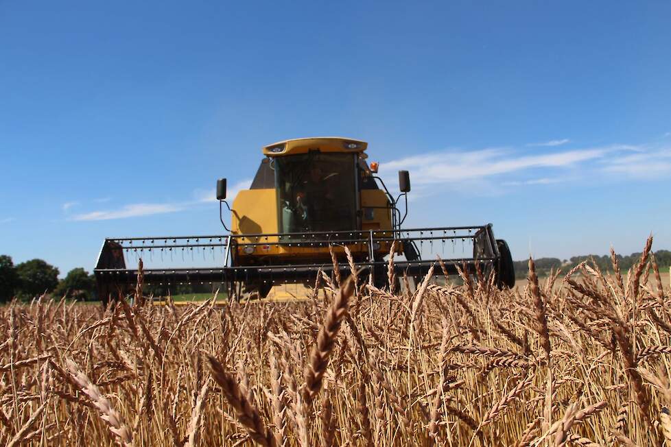 Vorige week werd bij de zes Zuid-Limburgse Kollenberger Spelt telers de spelt geoogst. Een van hen is akkerbouwer Wynand Vogels uit Schinnen. Al 20 jaar heeft dit oergraan een belangrijke plek in zijn bouwplan.