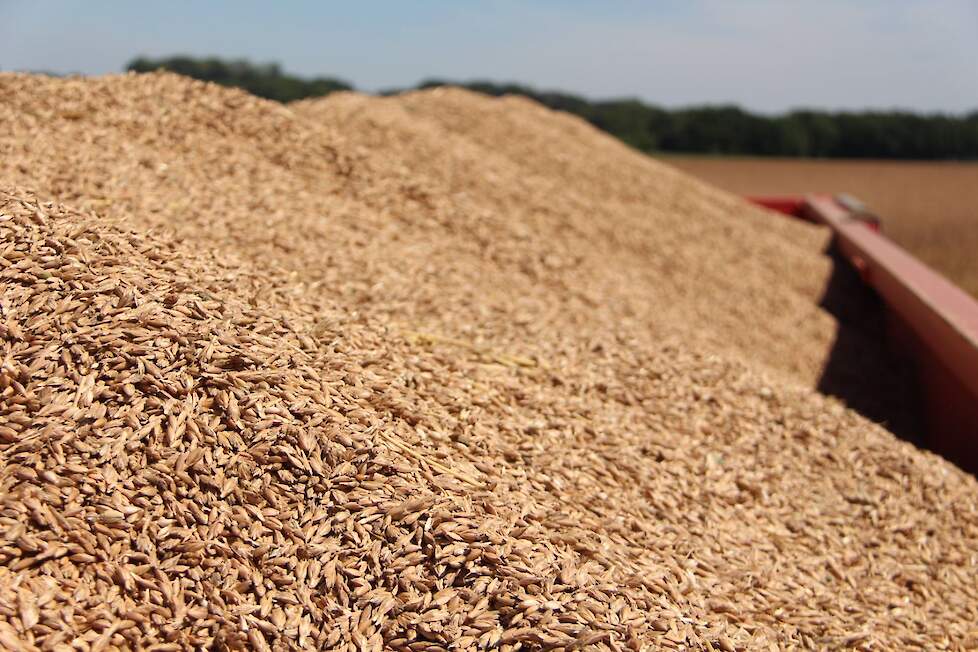 De teelt, de opslag, het pellen tot en met het malen van de spelt doen de leden van de coöperatie Kollenberger Spelt in eigen beheer.