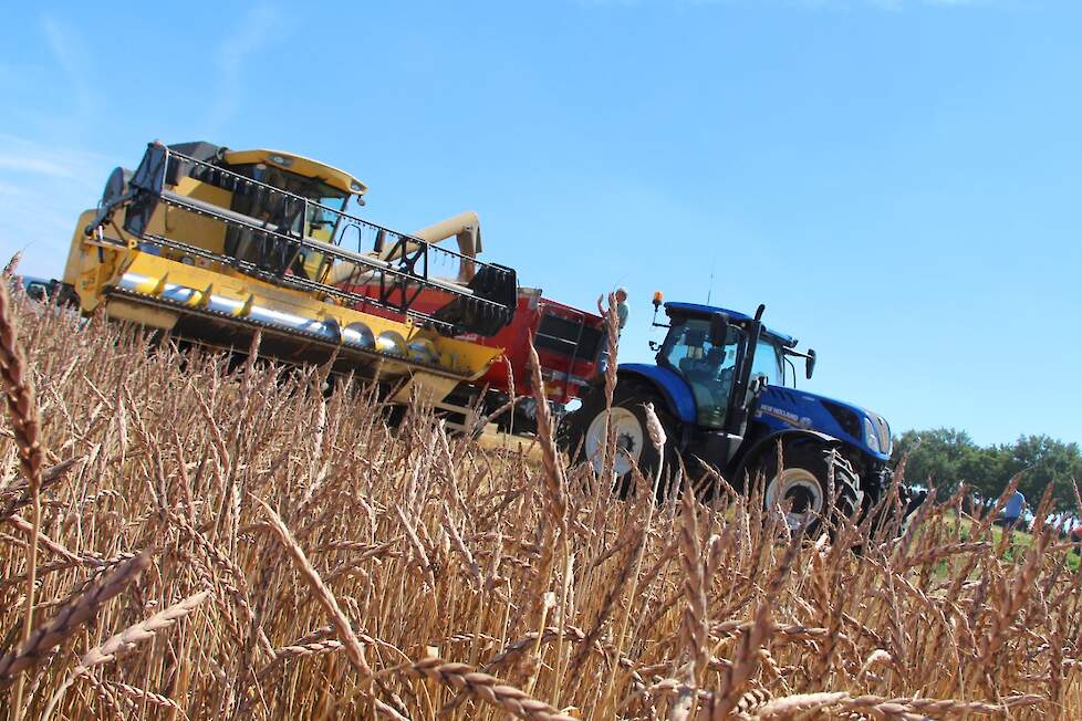 Spelt is genetisch nauw verwant met tarwe, maar in tegenstelling tot bij tarwe komen de kafblaadjes niet los en is de aarspil broos. Daardoor breekt de halm bij het dorsen in losse aarpakketjes, waarin 2 of 3 door kaf bedekte graankorrels zitten. Voor men