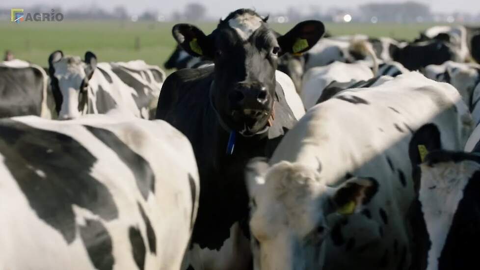 Koeien naar buiten op eerste lentedag 2021