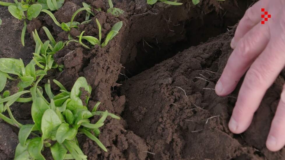 Agrofoodpluim voor Groentekwekerij Van den Einden in Lierop