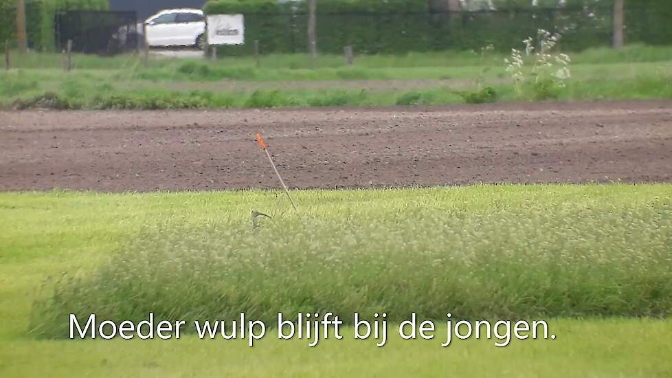 Nederweerter boeren werken goed mee aan bescherming boerenlandvogels