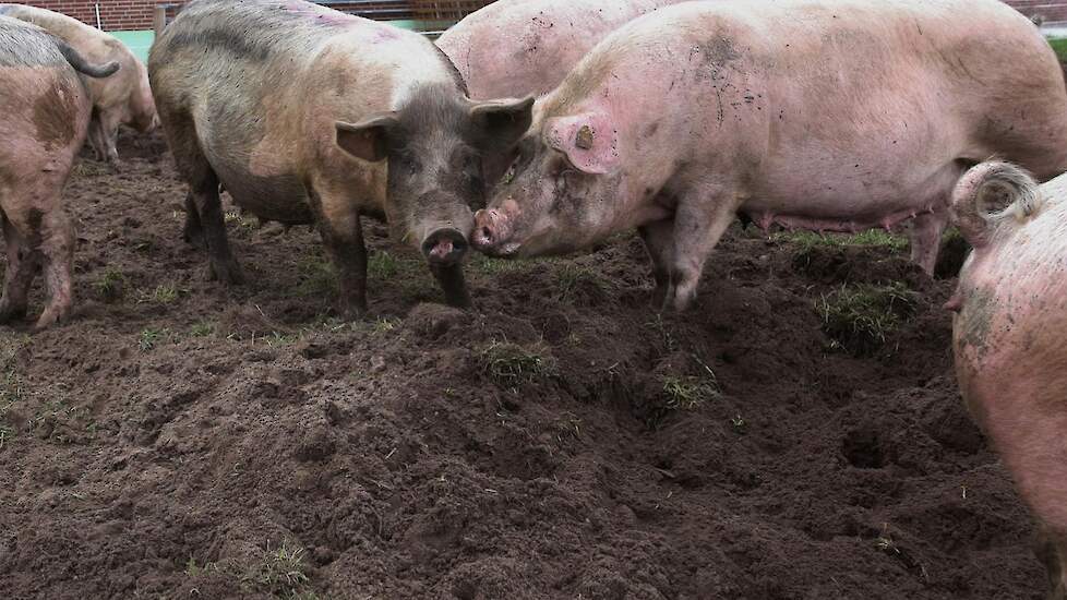 De geneticakeuze was er één van een lange adem. Gerrit: „Als je dagelijks met een loslopende zeug moet werken dan is de geneticakeuze heel belangrijk. Je moet niet aangevallen worden als je in het hok komt. We kwamen uiteindelijk uit bij de TN50 omdat dez