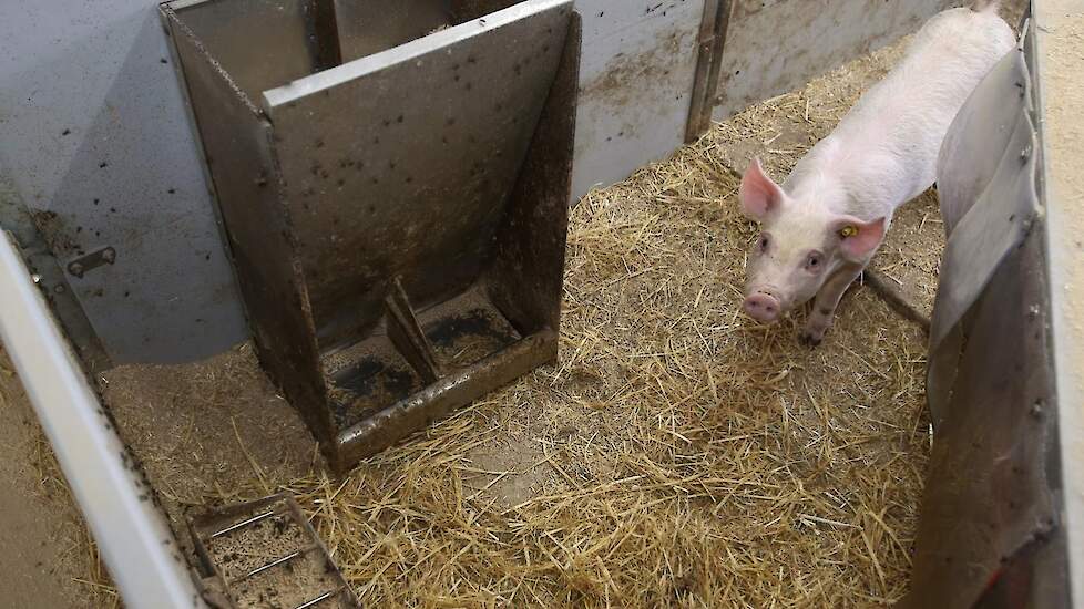 In de kraamopfokhokken krijgen de biggen na een week speenvoer. Na vijf weken gaan ze over op biggenvoer en na negen weken op startvoer. De speendip is daardoor minimaal op het bedrijf.