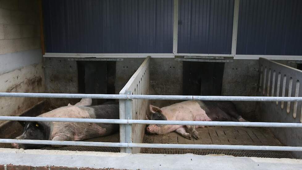 In totaal zijn er vijf schuren op twee locaties: op locatie één is een stal met de kraamhokken en een een stal met de gelten/zeugen en de biggenopfokstal in opbouw. Op de andere locatie worden de vleesvarkens gehouden. De zeugenweide verbindt beide percel