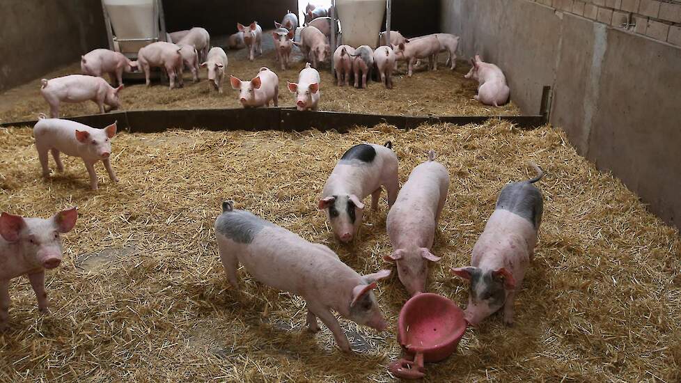 1x daags krijgen de vleesvarkens gevoerd via de groepsvoerbakken. De groei is naar eigen zeggen goed.