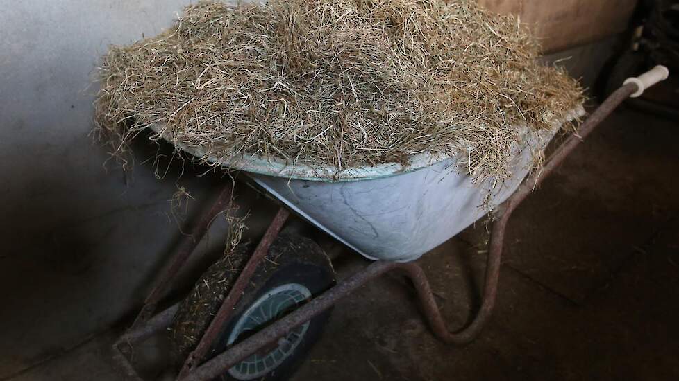 De vleesvarkens krijgen dagelijks vers kuilgras als afleidingsmateriaal. Van staartbijters hebben ze tot nu toe geen last.