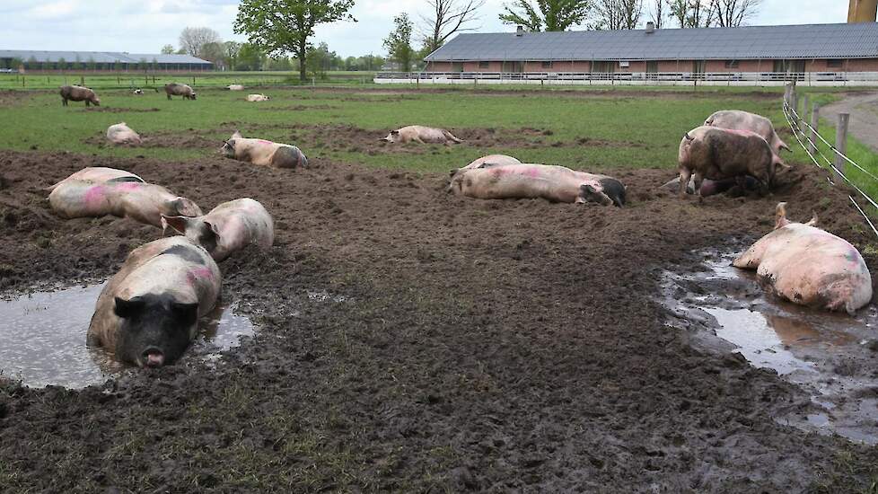 De zeugen maken zelf een ware modderpoel. De weide verbindt de locatie met de vleesvarkensstal en de zeugenstal- en kraamopfokstal en biggenstal in opbouw.