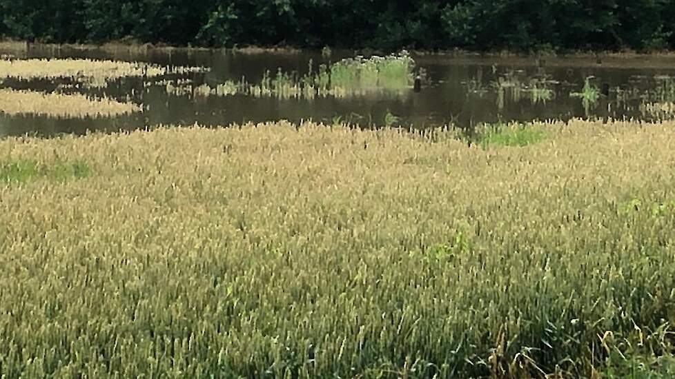 Ook de lagere delen van graanpercelen staan onder water.