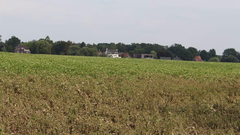 In totaal 18 ha aardappelen zijn door het hoge Maaswater vernietigd. Een groot deel van het aardappelperceel ziet er duidelijk afgestorven uit. „Voor de rest moeten we ook vrezen. Die hebben te lang in het water gestaan.”