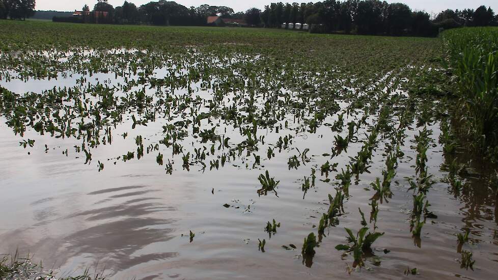 Ook het cichorei perceel staat nog grotendeels onder water. Ook dit gewas is ten dode opgeschreven.