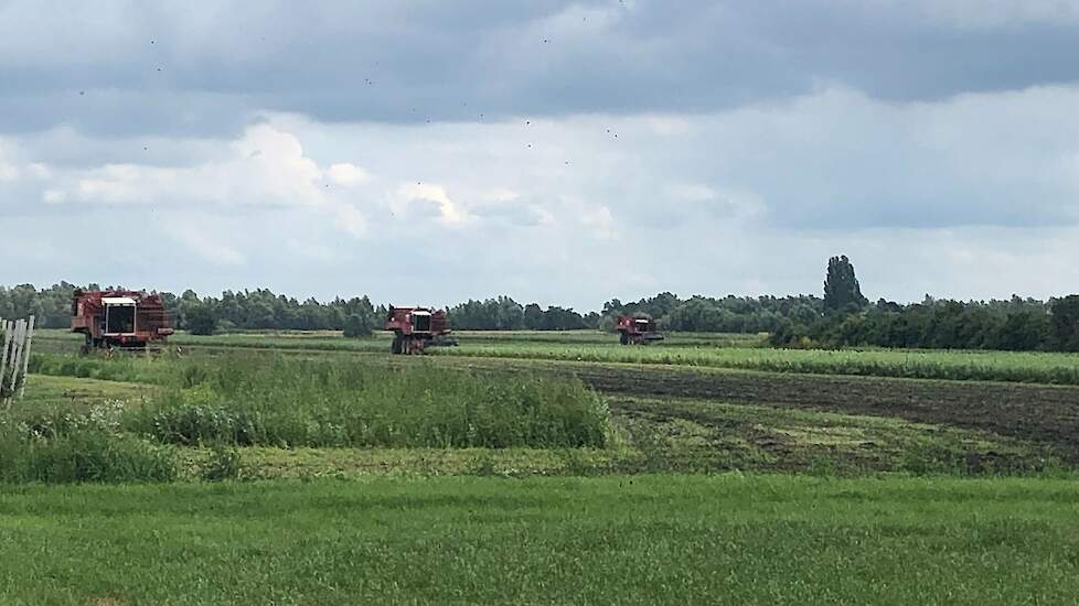 Drie rooimachines van vanRijsingen aan het werk in Leuth (GD). Klik op de foto voor een vergroting.