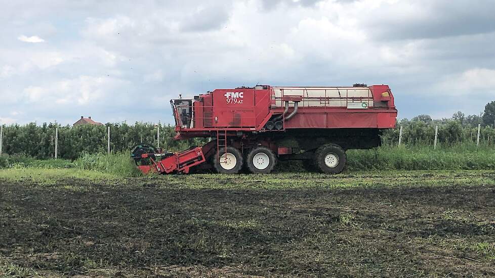 De machine kan 1700 kilogram bonen oogsten en moet daarna gelost worden. VanRijsingen uit Helmond zit middenin het oogstseizoen en is een van de grootste vollegrondsgroentenverwerkers van Nederland.