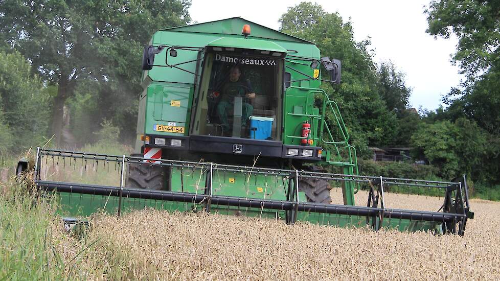 Een perceel van 4,5 hectare op hemelsbreed 1,5 km is na de forse regenval twee weken geleden geheel plat geslagen. Gelukkig liggen de halmen circa 30 centimeter boven de grond. „Hier staat hetzelfde ras (KWS Keitum) en is (gelukkig) slechts deels plat ges