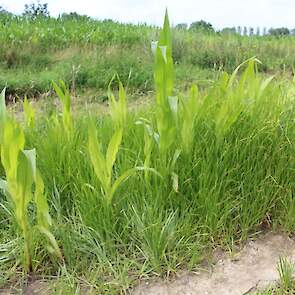 Het gebruik van glyfosaat is weinig succesvol. In het afstompproces maakt de plant steeds nieuwe knolletjes aan. Hoe meer bestrijdingsacties hoe meer het plantje in de verdediging gaat. Inmiddels zijn er ruim 20 klonen van de knolcyperus bekend. In het Be