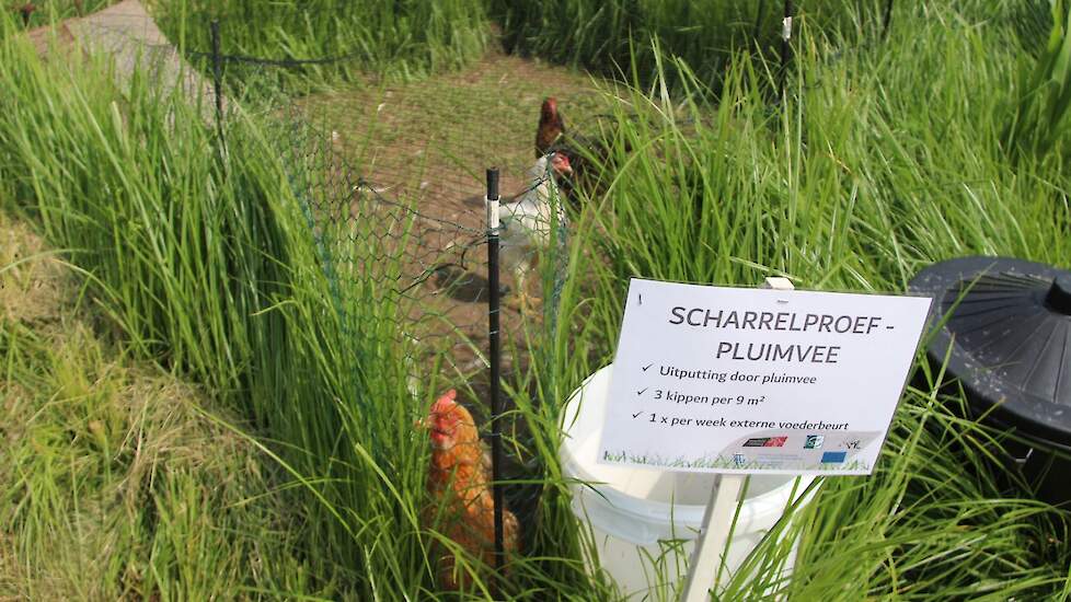 Kippen op het besmette deel van het perceel laten lopen. Kijken of die door het scharrelen de plant kunnen uitputten.