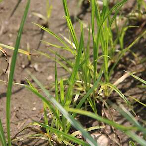 De enigste effectieve methode moet gericht zijn op het uitputten van het plantje. De grond braak leggen tot bovengronds geen plantjes meer zichtbaar zijn. Dit kan door vier keer een chemische bestrijding uit te voeren en 6 tot 7 keer te schoffelen. Zo rak