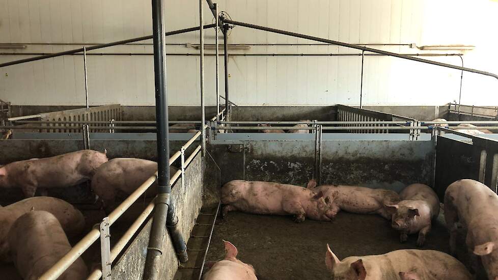 Door het glas kunnen bezoekers naar de varkens kijken in de 1 Ster Beter Leven-stal.