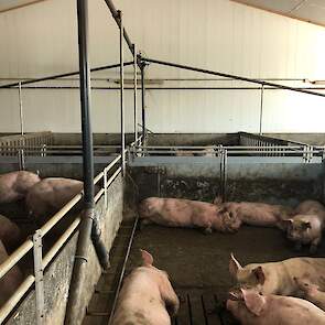 Door het glas kunnen bezoekers naar de varkens kijken in de 1 Ster Beter Leven-stal.