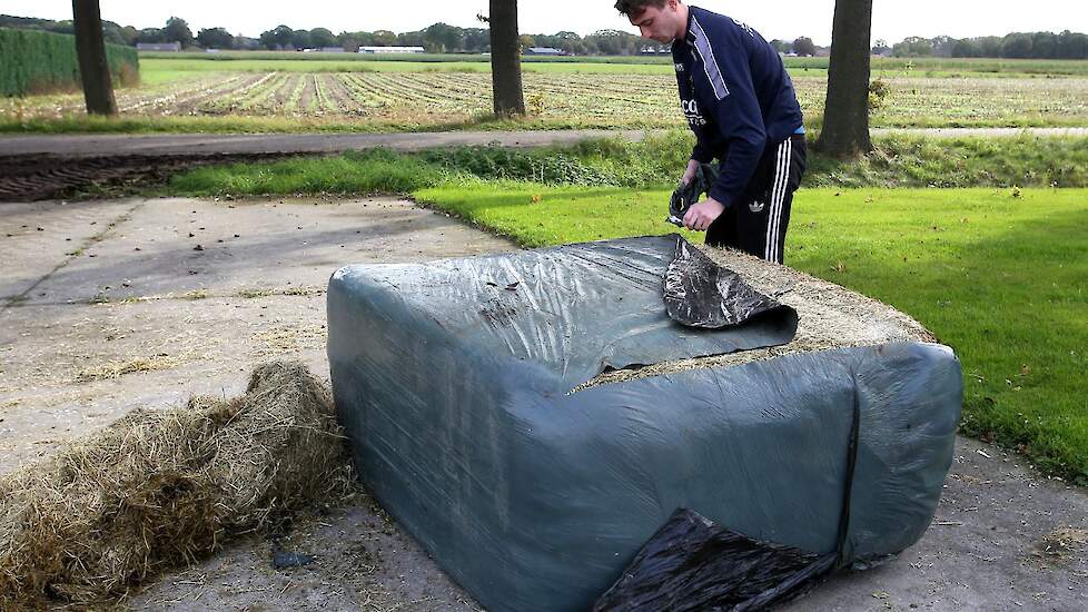 De zoon van Gerard Louwers, Dirk, snijdt een baal hooi open.