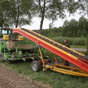 De aardappelen die de grond in gaan zijn van het ras Fontane.