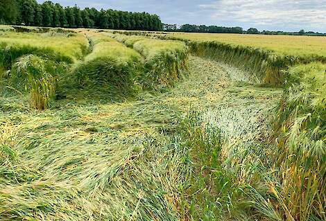 Een onverlaat heeft met een auto een graanperceel in Tegelen behoorlijk vernield.