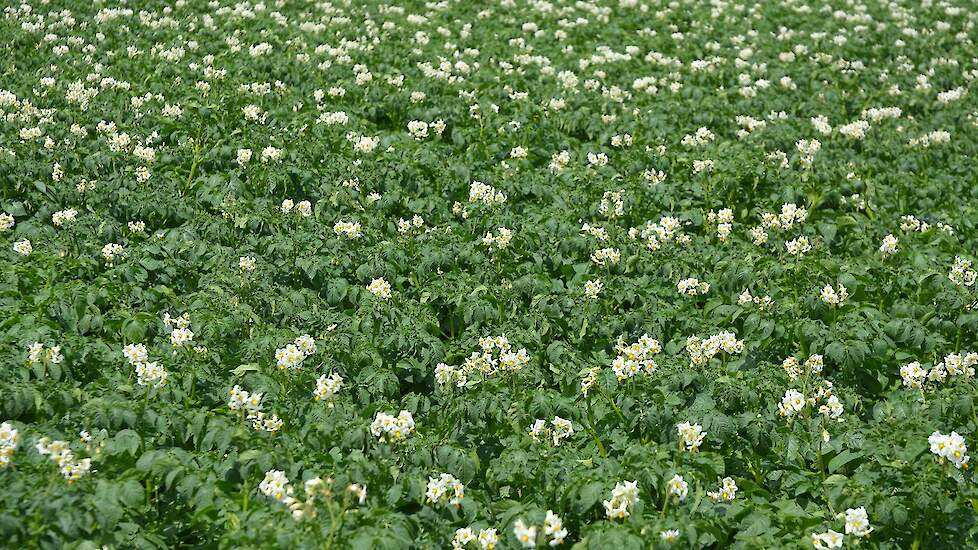 Akkerbouwers moeten nog alerter zijn op ziektes, is de boodschap van Sjors Leermakers van Bayer. Alternaria wordt een groter probleem als gevolg van de warmere zomers. Veel van de huidige middelen werken preventief. „Als je het in het gewas constateert, b