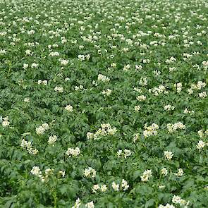 Akkerbouwers moeten nog alerter zijn op ziektes, is de boodschap van Sjors Leermakers van Bayer. Alternaria wordt een groter probleem als gevolg van de warmere zomers. Veel van de huidige middelen werken preventief. „Als je het in het gewas constateert, b