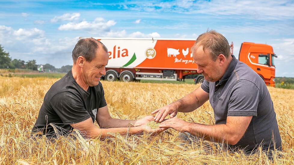 Volgens Vitelia zorgen de hoge graanprijzen ervoor dat het ook aantrekkelijker is voor Nederlandse boeren om graan te verbouwen. Mario Hendriks (rechts) van de grondstoffen inkoop bij Vitelia inspecteert samen met chauffeur Richard Meerwijk de kwaliteit v